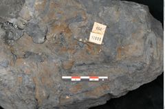 Foto (Detailansicht) von Syringodendron cyclostigma Brongniart (NHMW-GEO-2024-0188-11111)